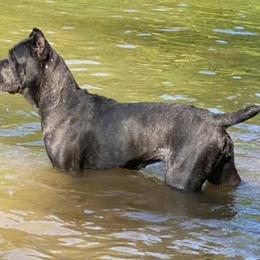Cane Corso from Cargill Cane Corso