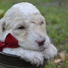 Red - Male - Fawn and white Sheepadoodle puppy in Hollywood, South Carolina from Pam’s Sheepadoodle’s