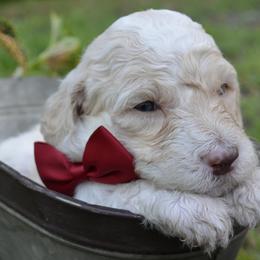 Red - Male - Fawn and white Sheepadoodle puppy in Hollywood, South Carolina from Pam’s Sheepadoodle’s
