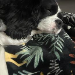Cavalier King Charles Spaniel puppies from Roy-alty Cavaliers
