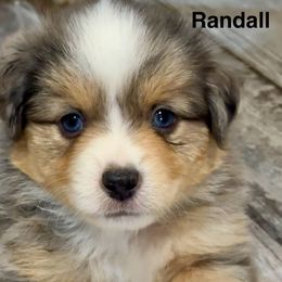 Randall - Blue merle male Miniature American Shepherd puppy in Florseville, Texas from Ashber Farm