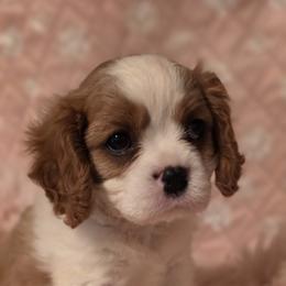 Cedar - Blenheim male Cavalier King Charles Spaniel puppy in Marshfield, Missouri from Puppyloversplace