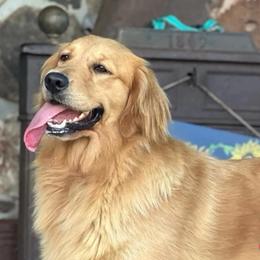 Roxy - Golden Retriever