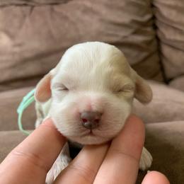 Jasmine - Buff and white female Cockapoo puppy in Bedford, Iowa from Our Father’s Doodles
