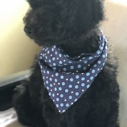 Goldendoodle and Poodle Puppies from Sugar Babies : The Gentle Doodles