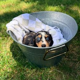 Girl 2 - Dapple female Dachshund puppy in Crossville, Tennessee from Golden Mini Farm