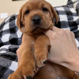 Labrador Retriever Puppies from SR Kennels