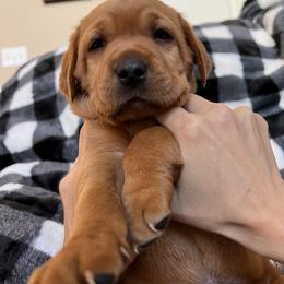 Labrador Retriever Puppies from SR Kennels