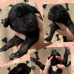 BEARING - Brindle female Great Dane puppy in Wellsville, New York from Prophecy Danes
