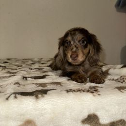 Blue collar - Dapple male Dachshund puppy in Turlock, California from Vibrant Dachshunds