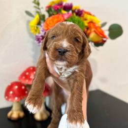 Cheshire - Red male Australian Labradoodle puppy in Palmdale, California from Pixie Doodle Paws