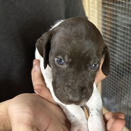 Boy 2 - White and liver German Shorthaired Pointer puppy in Jacksonville, Florida from Good-Times K9