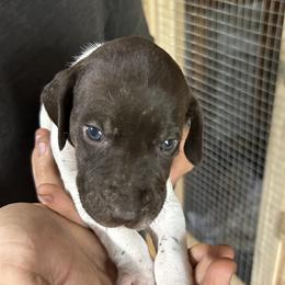 Boy 2 - White and liver German Shorthaired Pointer puppy in Jacksonville, Florida from Good-Times K9