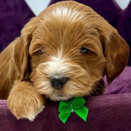 Green Female - Apricot female Goldendoodle puppy in Great Falls, Montana from Montana Goldendoodles