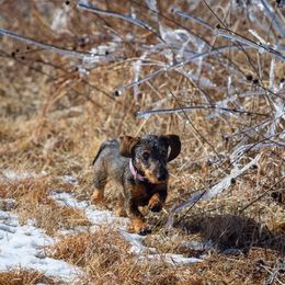 Katerina - Dachshund