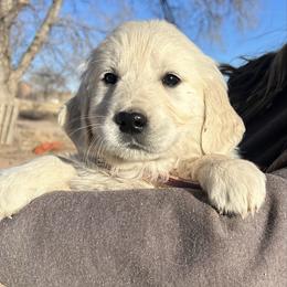 Elita-light pink collar - Light golden female Golden Retriever puppy in Colorado Springs, Colorado from Sharp Guardians and Goldens