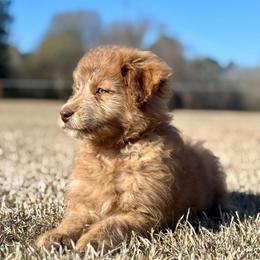 Snickers - Red merle female Aussiedoodle puppy in Sheridan, Arkansas from Runnin’ Wild Ranch Aussies