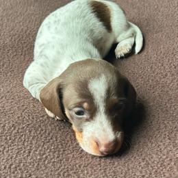 Choc Pie Boy 2 - Chocolate and tan male Dachshund puppy in Giddings, Texas from Big Dream Acres