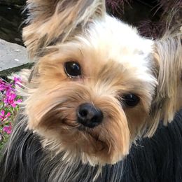 Magic - Yorkshire Terrier