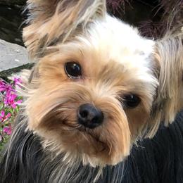 Magic - Yorkshire Terrier