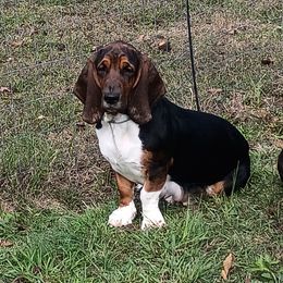 Missy - Basset Hound