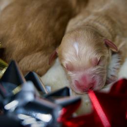 Second pick Male - Apricot male Goldendoodle puppy in Mc Arthur, California from California Golden Love