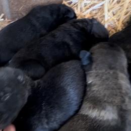 Stryker - Yellow male Dutch Shepherd puppy in Sierra Vista, Arizona from KnightWatch K-9
