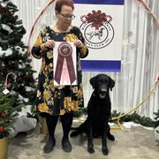 Supplied upon request - Curly-Coated Retriever