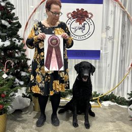 Supplied upon request - Curly-Coated Retriever