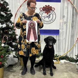 Supplied upon request - Curly-Coated Retriever