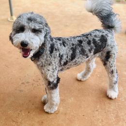 Granger - Goldendoodle