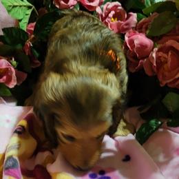 Dachshund Puppies from CLARK'S BREEDING PROGRAM