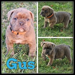 Gus - Brown brindle male Olde English Bulldogge puppy in Wheeler, Michigan from Haase Family Kennels