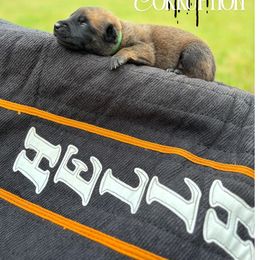 Corruption - Dark Green - Fawn sable male Belgian Malinois puppy in North Carolina from Furia Ignis Belgian Malinois
