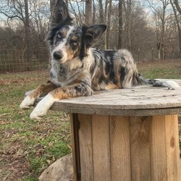 Border Collie All Grown Up from Wayward Sun Border Collies