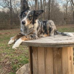Border Collie All Grown Up from Wayward Sun Border Collies