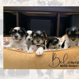 Biewer Terrier Puppies from Belamour Biewer Terriers