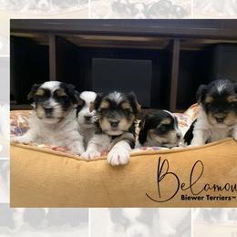 Biewer Terrier Puppies from Belamour Biewer Terriers