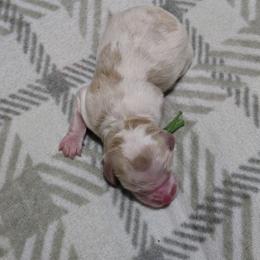 Comet - Parti male Goldendoodle puppy in Crawfordsville, Iowa from DoodleBlessings