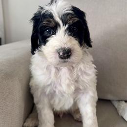 Ember - Black and white male Bernedoodle puppy in Moreno Valley, California from Ayy_Doodles