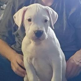 Doc - White male Dogo Argentino puppy in Bear River City, Utah from Valkka Kennels