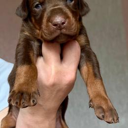 Belgian Malinois and Doberman Pinscher Puppies from Artaks Home