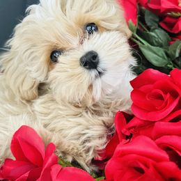 Goldendoodle, Maltipoo, and Yorkipoo Puppies from Doodle Pups Fur-Ever