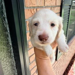 Snow white - Cream female Dachshund puppy in Pierson, Florida from Paige’s Mini Dachshunds