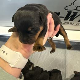 Girl 3 - Black and rust female Rottweiler puppy in Mcminnville, Oregon from JHB Rottweilers