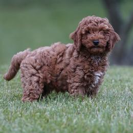 Felix - Red  male Goldendoodle puppy in Augusta, West Virginia from Creation Goldedoodles
