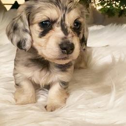 Dachshund Puppies from KR Mini Daschunds