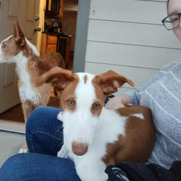 Ibizan Hound Puppies from AirO'Doe Ibizans