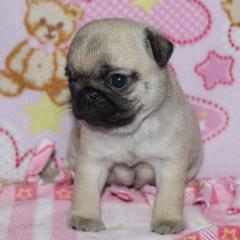 Britney - Fawn female Pug puppy in Arthur, Illinois from Perfect Pugs