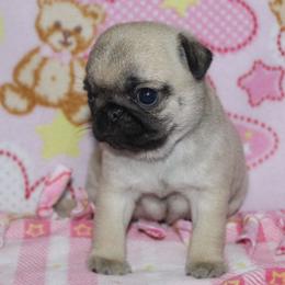 Britney - Fawn female Pug puppy in Arthur, Illinois from Perfect Pugs